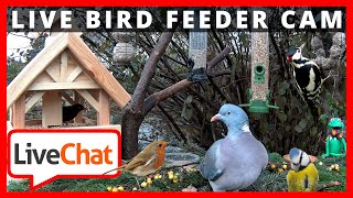 🔴247 LIVESTREAM 3  BIRDFEEDER  VOGELFUTTER STATION  FLUSSCAM BUXTEHUDE  Germany [upl. by Htnnek]