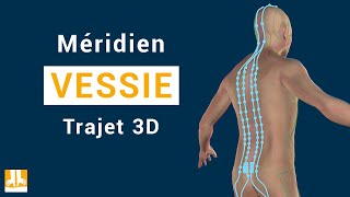 Méridien Vessie  Trajet 3D point par point [upl. by Niles885]