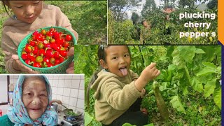 My daily Household routine And Plucking Cherry peppers With My SonEating Avocado🤗 [upl. by Richardo826]