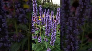 The insects love Anisisop Agastache Foeniculum ‘Blue Fortune’ flowers garden bees [upl. by Okimik]