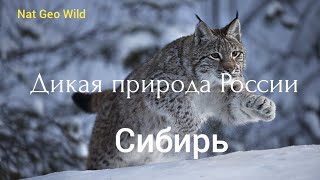 Nat Geo Wild Дикая природа России Сибирь [upl. by Sirotek]