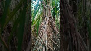 Co 17018 new sugarcane variety new automobile sugarfarmingvillagelife sugarcanecropfarmerslife [upl. by Avevoneg]