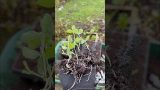 Sweet Pea Seedlings Autumn Sow Seedlings flower flowergarden garden autumngarden gardening [upl. by Aicaca]