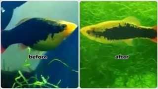 Female platy before and after giving birth  How to know when female platy fish will give birth [upl. by Ellenehc]