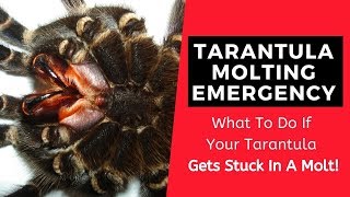 Tarantula Molting Emergency What To Do If Your Tarantula Gets Stuck In A Molt [upl. by Anilys491]