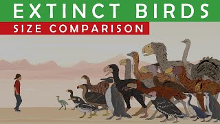 PREHISTORIC BIRDS Size Comparison  LARGEST EXTINCT penguins flying walking and terror birds [upl. by Naitsirhk]