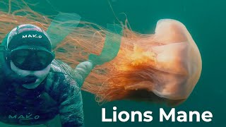 Lions Mane Jellyfish  Dangerous Freediving and swimming with Lions Mane Jelly Fish [upl. by Christie]