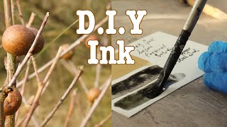 Foraging Oak Galls and Making Ink [upl. by Inoek]