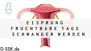 Eisprung  Fruchtbare Tage  Schwanger werden ✪ DSSKde [upl. by Willner]