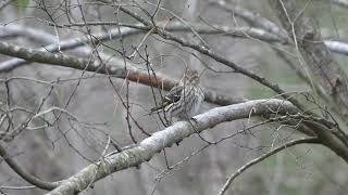 All About Pine Siskins [upl. by Natanoj161]