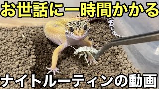 爬虫類飼育者のナイトルーティン 出張で数日間ぶりになってしまった夜の爬虫類のお世話 レオパードゲッコー マツカサヤモリ アンダーウッディーサウルスミリィ カナヘビ ニホンヤモリ ヒキガエル その他餌達 [upl. by Danell]