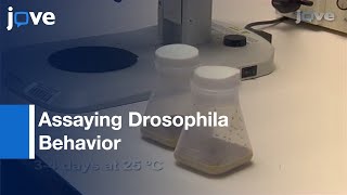 Methods To Assay Drosophila Behavior l Protocol Preview [upl. by Aihsekat338]