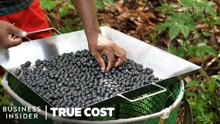 Why People Risk Their Lives To Harvest Açaí  True Cost  Business Insider [upl. by Etnuahc481]