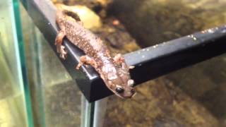 Aneides lugubrisarboreal salamander using prehensile tail [upl. by Loralie20]