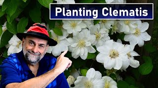 Plant Clematis Correctly  And Some Common Myths About Planting Clematis Vines [upl. by Giuditta]