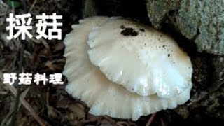 野生蠔菇（Pleurotus pulmonarius；茶樹菇（Agrocybe cylindracea）；寬鱗多孔菌（Polyporus squamosus） [upl. by Clausen]