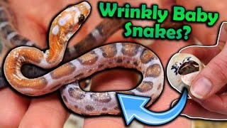 Baby Scaleless Rat Snakes Hatching [upl. by Burkitt]