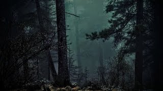 FOREST AT NIGHT  Crickets Owls Rain Wind in Trees  Relax Study Sleep DeStress 🎧 100 RELAX [upl. by Mullins]