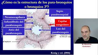 Por qué el sistema respiratorio de las aves es más eficiente que el de los humanos y otros mamíferos [upl. by Peck134]