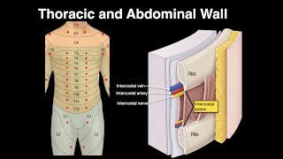 Thoracic and Abdominal wall [upl. by Sahcnip241]