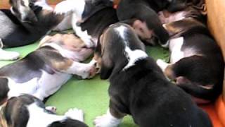 Basset Artesien Normand Puppies 24 days old Playing [upl. by Maggie]