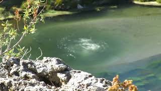 Boiling Hot Water bubbling up in Hot Creek Geological Site in California [upl. by Amando]