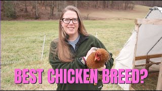 The Best Chicken Breed Why We Love Bielefelder Chickens [upl. by Jew]