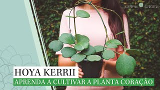 Hoya Kerrii  Aprenda a Cultivar a Planta Coração [upl. by Ner]