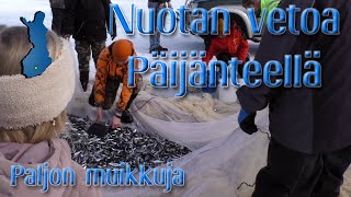 Nuotan vetoa Päijänteellä 4K [upl. by Yung]