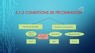 La génétique pas à pas  La Fécondation chez les animaux [upl. by Asilat262]