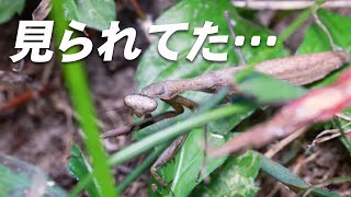 雑草に紛れてたカマキリからの視線感じて…【コカマキリ】 [upl. by Nero]