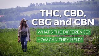 Marijuana THC vs CBD CBG CBN What’s the difference What are health benefits of each [upl. by Kosak]