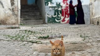 Dans la Casbah d’Alger en attendant la rupture du jeûne [upl. by Nerita298]