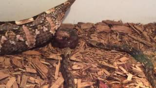 Live Viper Birth [upl. by Yellat]