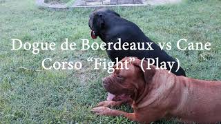 Dogue de Boerdeaux vs Cane Corso quotFightquot Play scene DogCastTv [upl. by Nirhtak915]