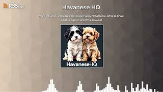 Your First Week with a New Havanese Puppy What to Do What to Know What to Expect and [upl. by Dobrinsky147]