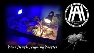 How to build a terrarium for Blue Death Feigning Beetles  Hudsons Animal House [upl. by Heydon220]