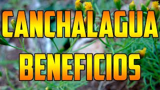 CANCHALAGUA benefits Schkuhria pinnata 🌿 ¿PARA QUE SIRVE  🌿Usos🌿 plants 🌿 nature PICHANA [upl. by Aenea]