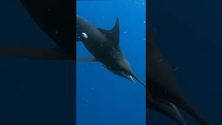 Spearfishing close AquaticApes spearfishing marlin tuna [upl. by Akino]