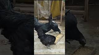 Ayam Cemani is a rare and exotic breed of chicken originating from Indonesia [upl. by Nolyaj]