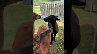 Alpaca went to the barber shop in Seiser Alm travel visititaly trentino alps animals alpaca [upl. by Olaznog892]