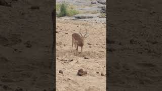 Impala Rams Oasis Quenching Thirst at ElephantDug Watering Hole in Kruger Park wildlife shorts [upl. by Brig893]