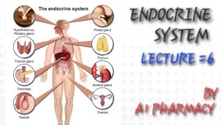 Endocrine systemLECTURE 6 [upl. by Ahtelrac]