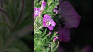 Bee Foraging an Epilobium hirsutum [upl. by Ayekahs]