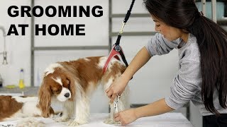 HOW TO GROOM YOUR DOG AT HOME  Cavalier King Charles grooming [upl. by Ettevahs425]