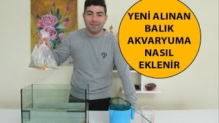 Yeni Alınan Balık Akvaryuma Nasıl Eklenir [upl. by Ellerad]