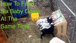 How to Feed Six Baby Goats at One Time [upl. by Riccio]