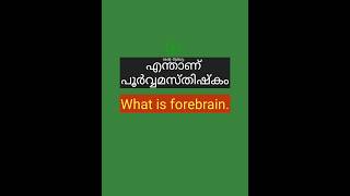 എന്താണ് പൂർവ്വമസ്തിഷ്കം🧠🧠🧠🧠🧠🧠🧠🧠shorts psc pscgk [upl. by Puglia255]