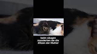 Warum kneten Katzen Die süße Wahrheit  Katzenfakten [upl. by Enimisaj]