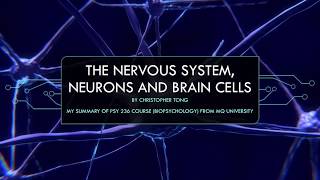 The nervous system neurons and brain cells [upl. by Hurwitz376]